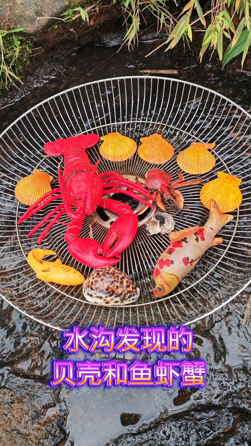 水沟发现的贝壳和鱼虾蟹