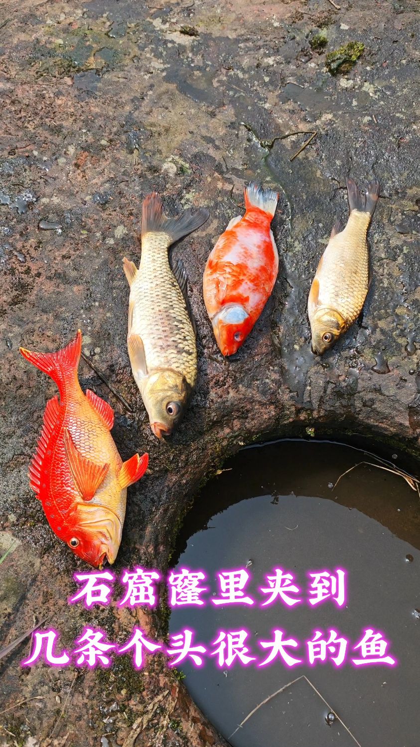 在石窟窿里夹到几条个头很大的鱼