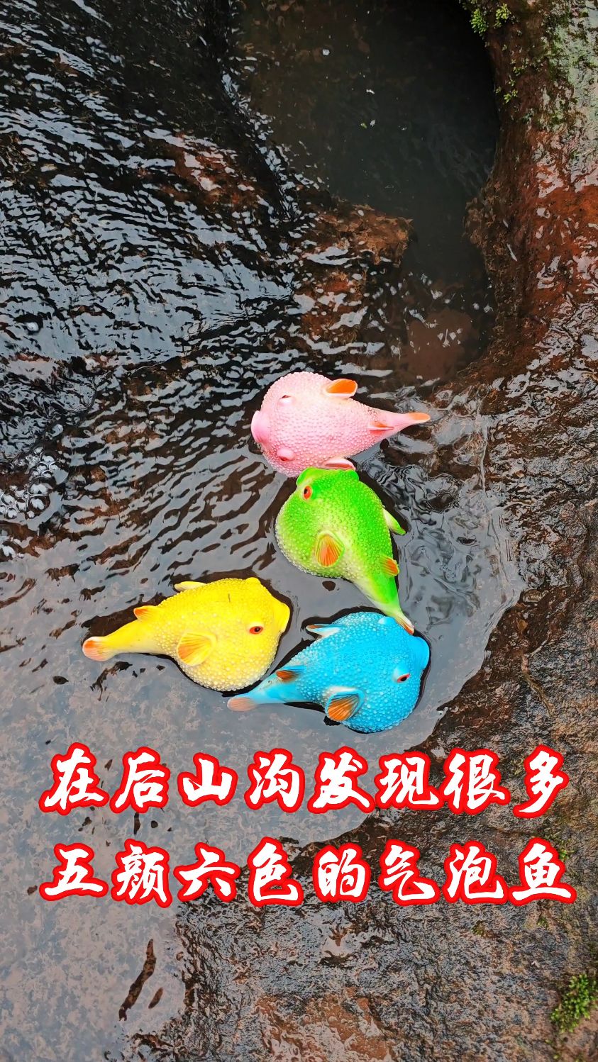 在后山沟发现很多五颜六色的气泡鱼