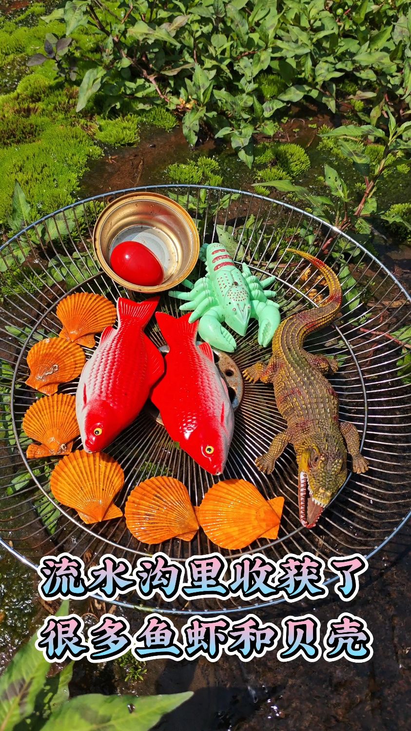 流水沟里收获了很多鱼虾和贝壳