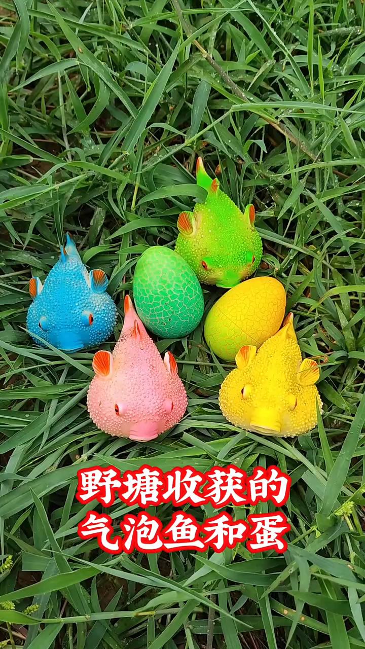 今天在野塘收获了好几只气泡鱼和蛋