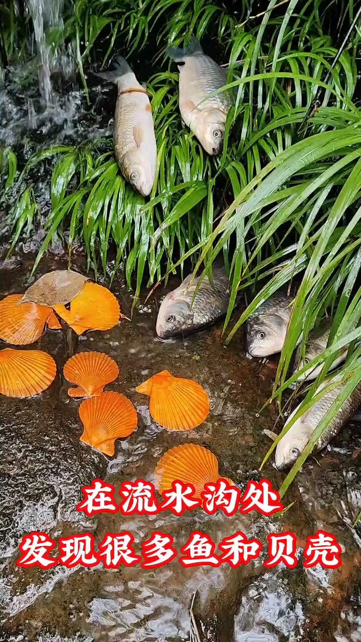在流水沟处发现很多鱼和贝壳