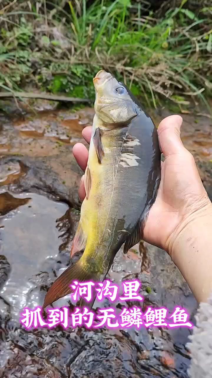 河沟里抓到的无鳞鲤鱼