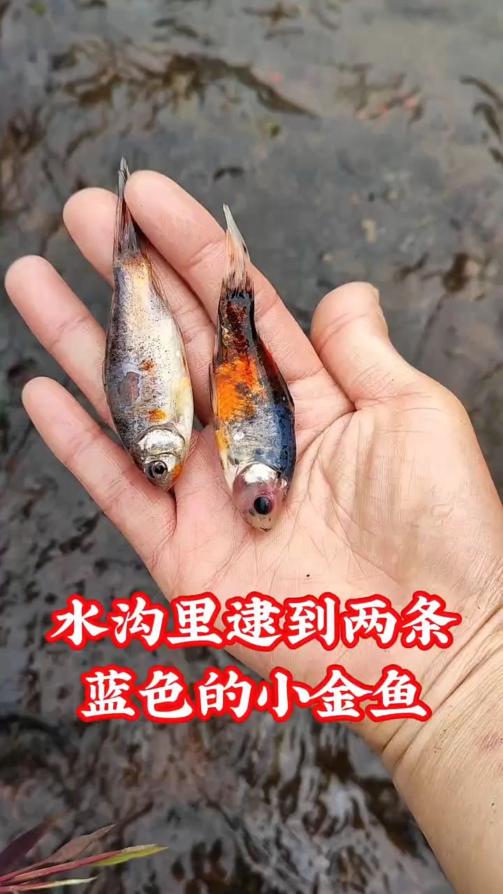 水沟里逮到两条蓝色的小金鱼
