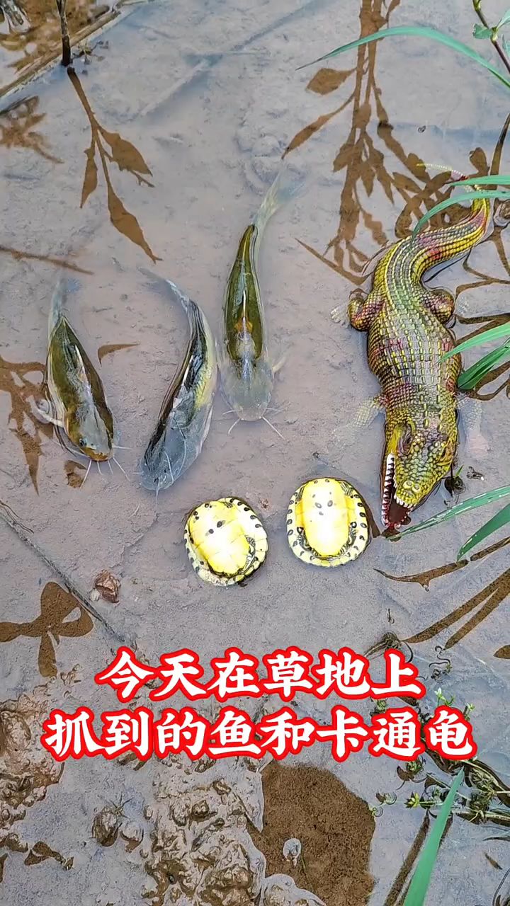 今天在草地上抓到的鱼和卡通龟