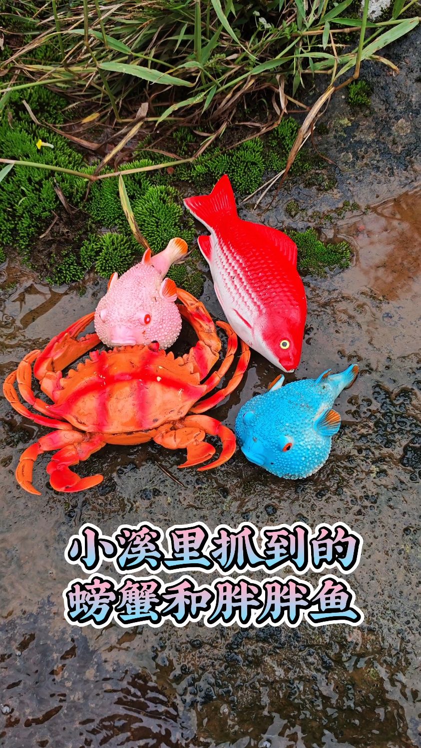 小溪里抓到的螃蟹和胖胖鱼