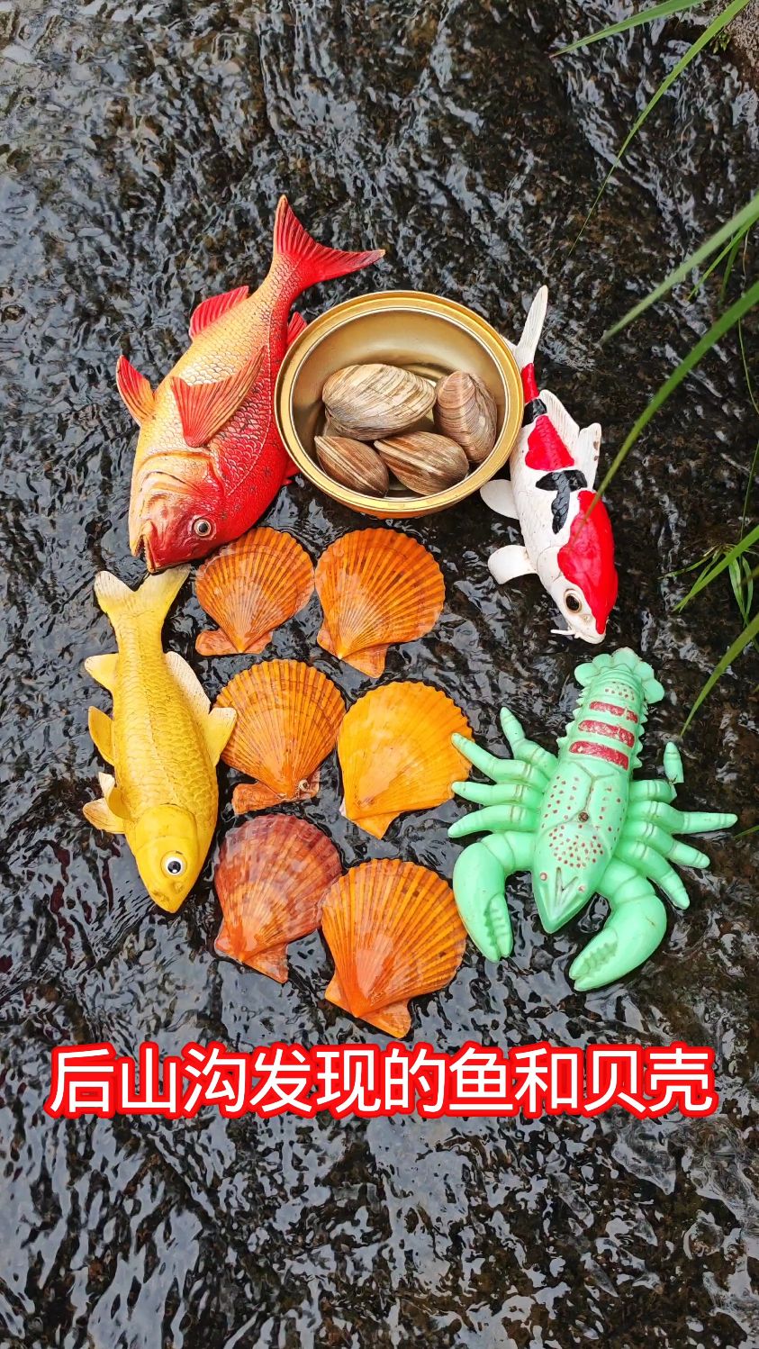 后山沟发现的鱼和贝壳