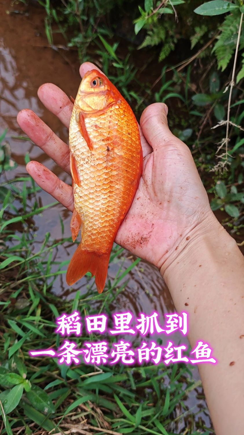 稻田里抓到一条漂亮的红鱼