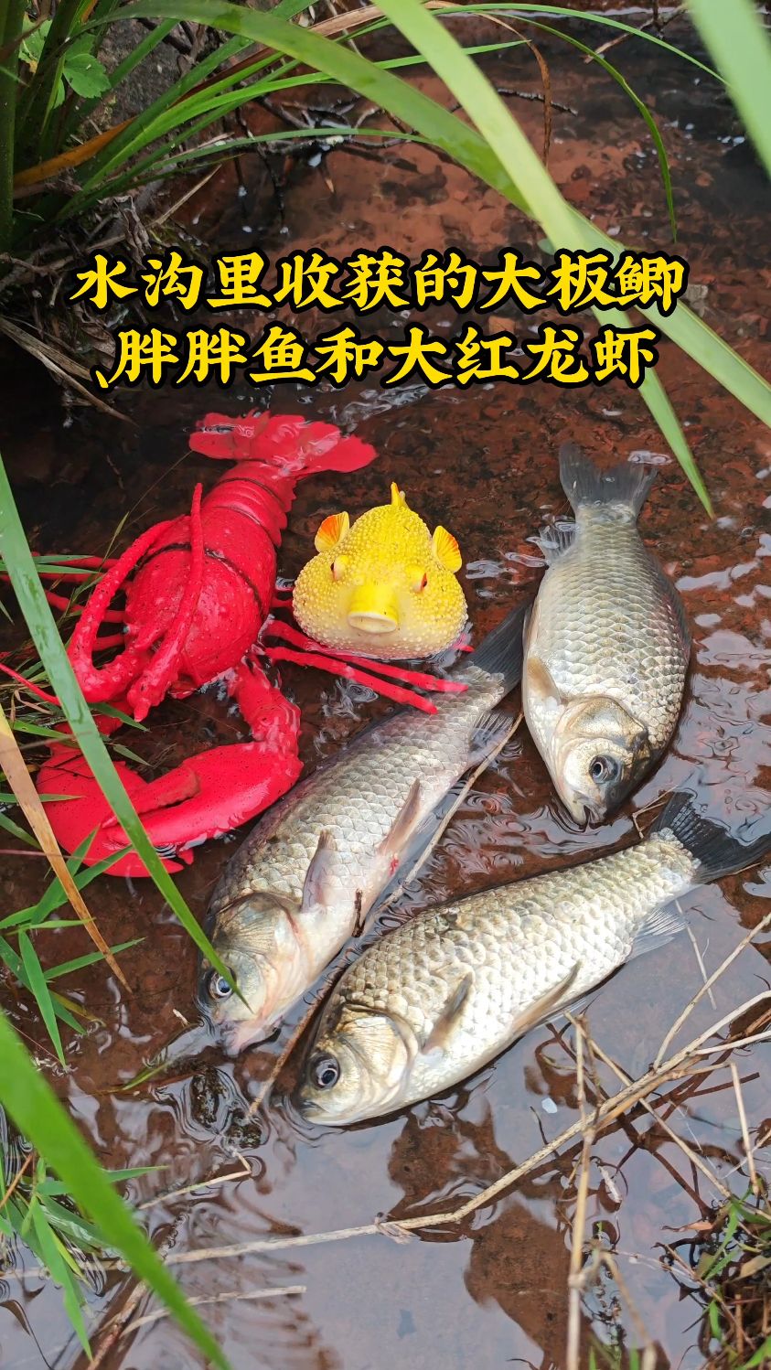 水沟里收获的大板鲫、胖胖鱼和大红龙虾