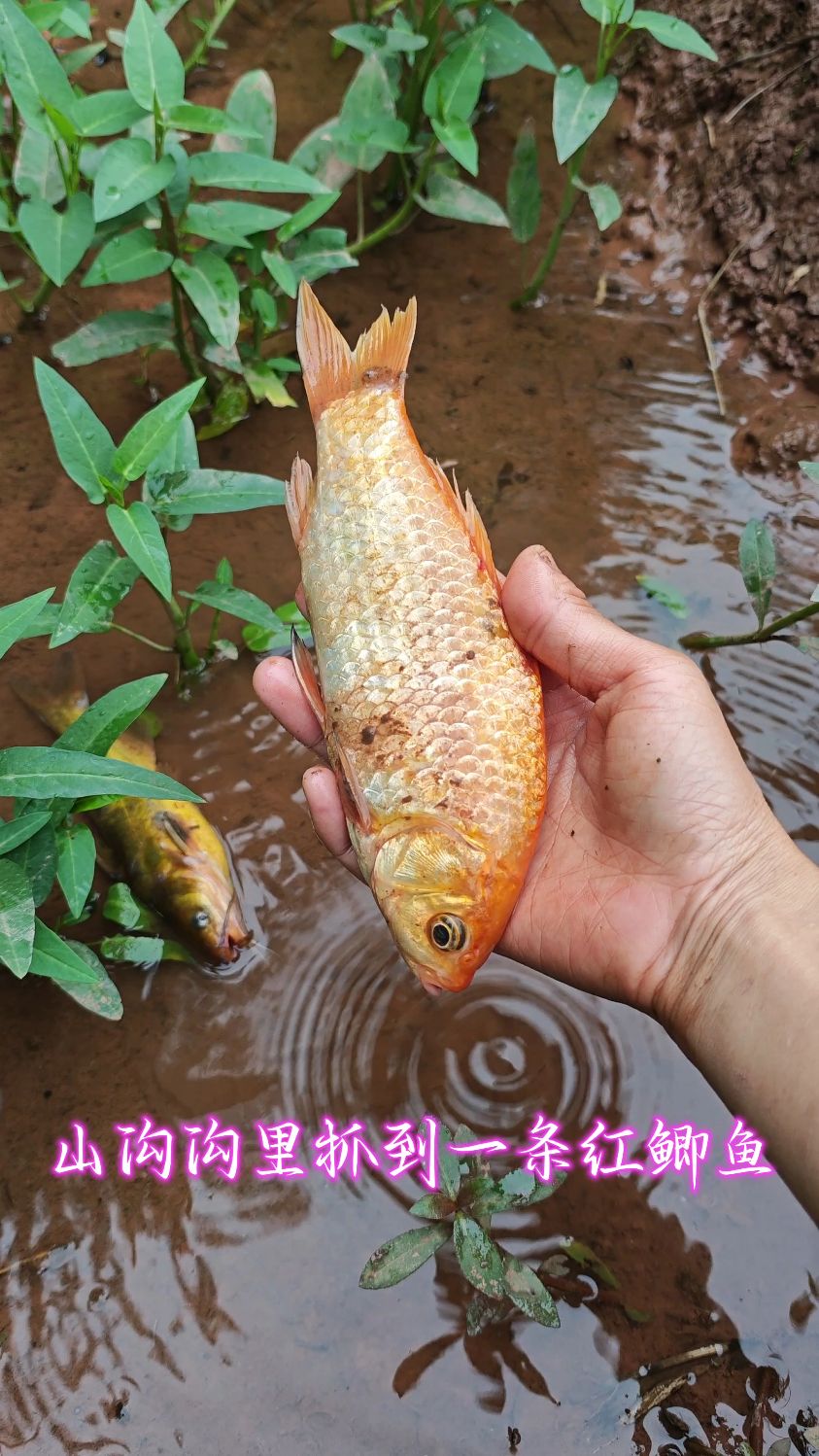 山沟沟里抓到一条红鲫鱼
