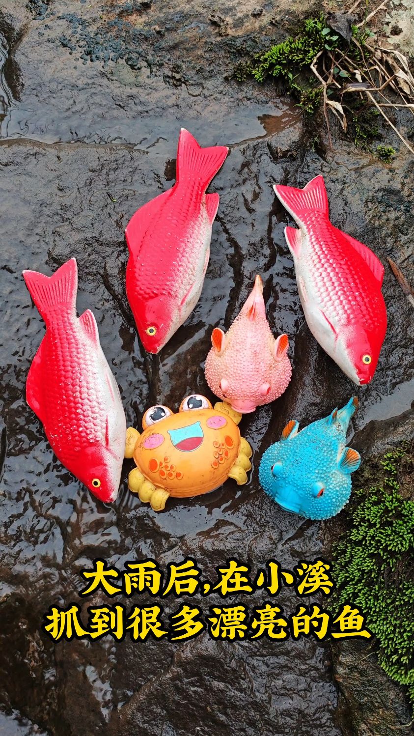 大雨后，在小溪抓到很多漂亮的鱼