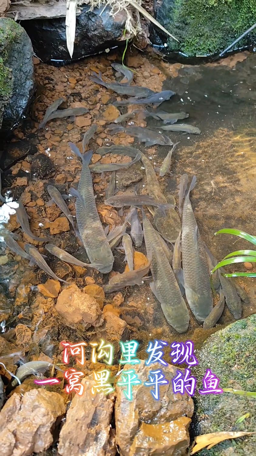 河沟里发现一窝黑乎乎的鱼