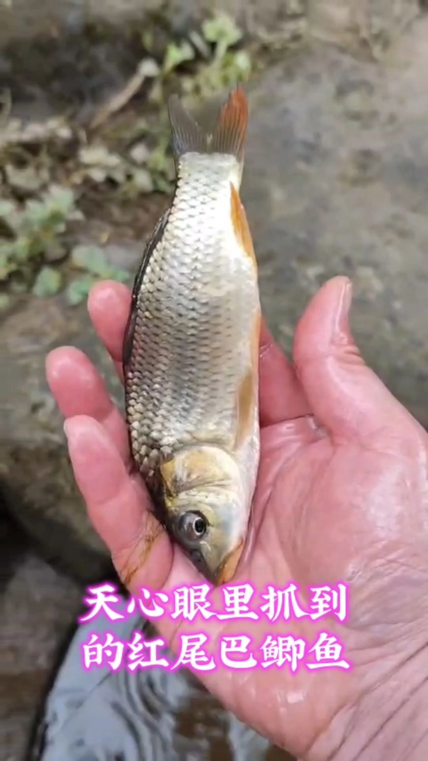 天心眼里抓到的红尾巴鲫鱼
