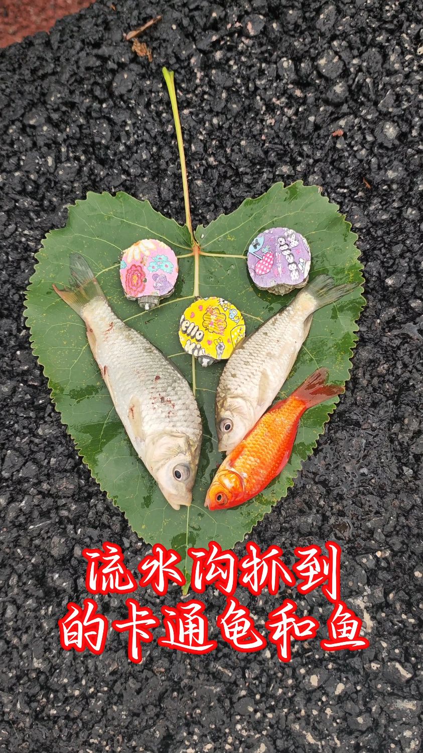 流水沟抓到的卡通龟和鱼