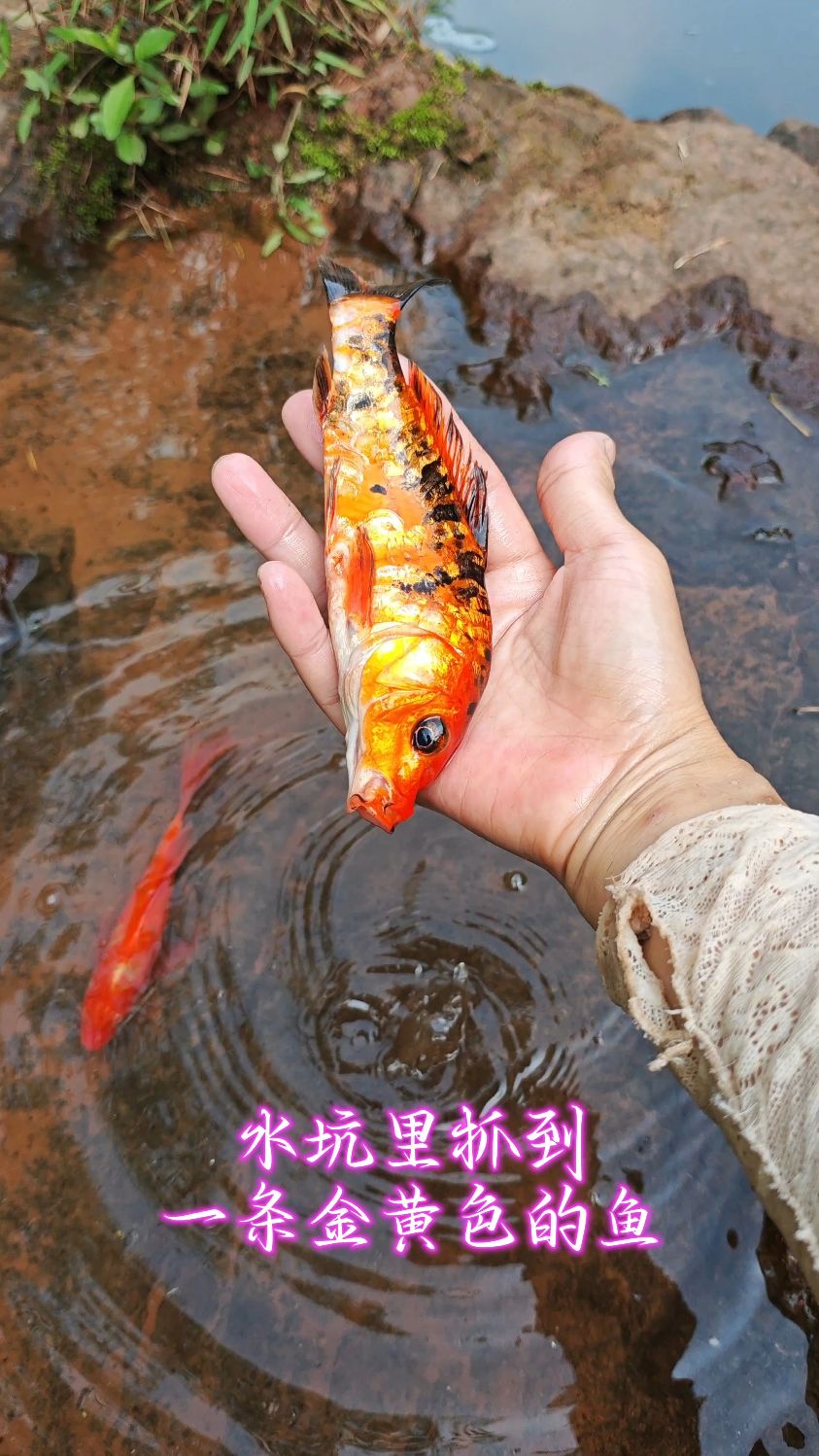 水坑里抓到一条金黄色的鱼