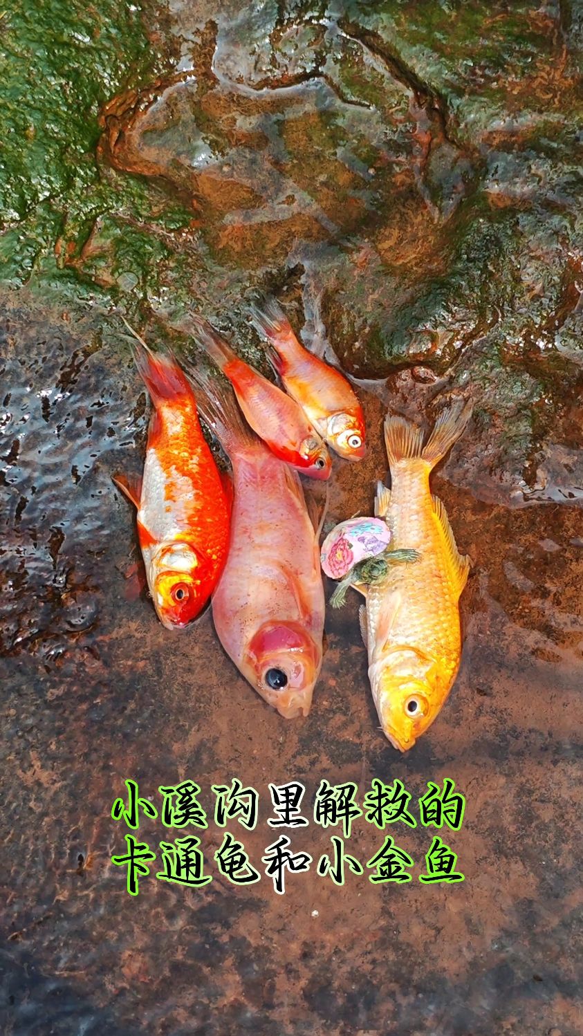 小溪沟里解救的卡通龟和小金鱼