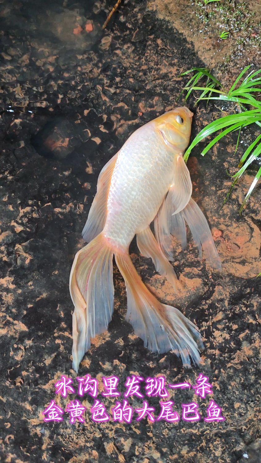 水沟里发现一条金黄色的大尾巴鱼