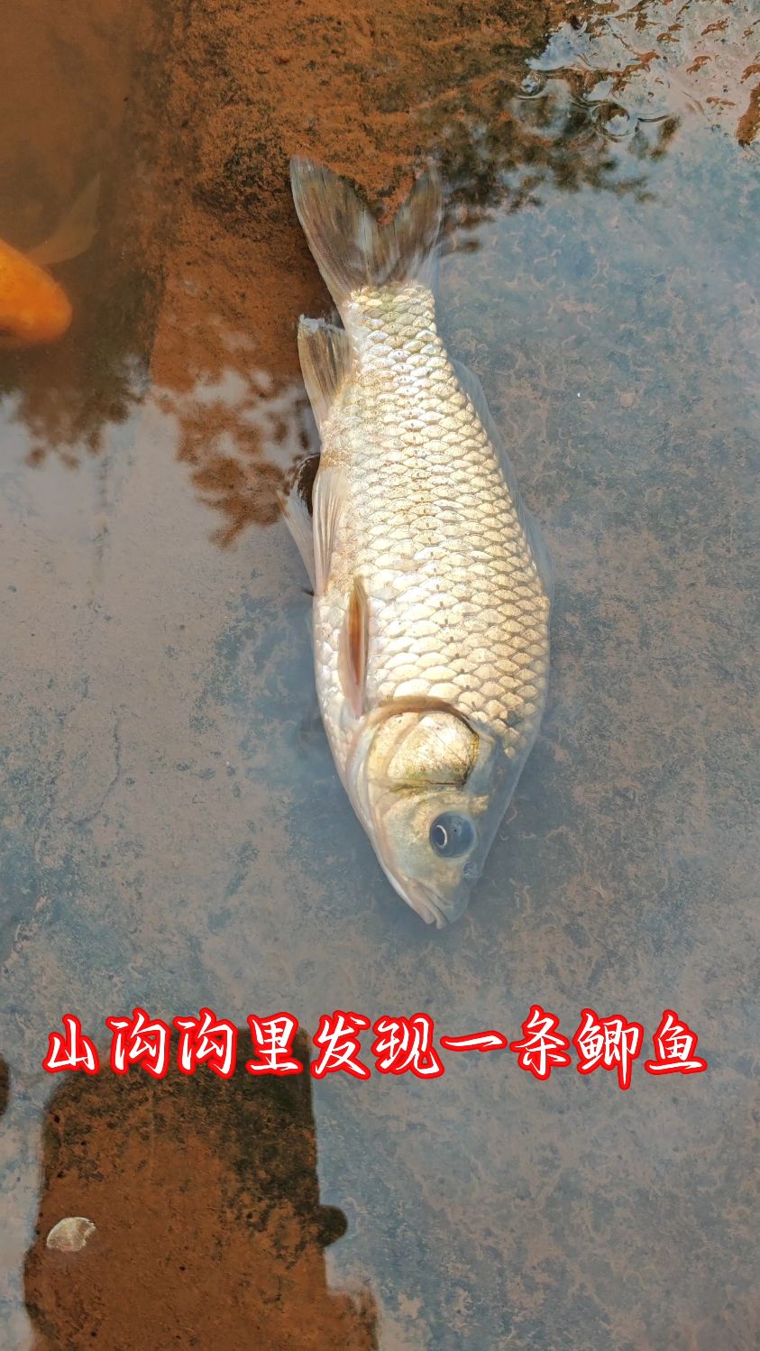 山沟沟里发现一条鲫鱼