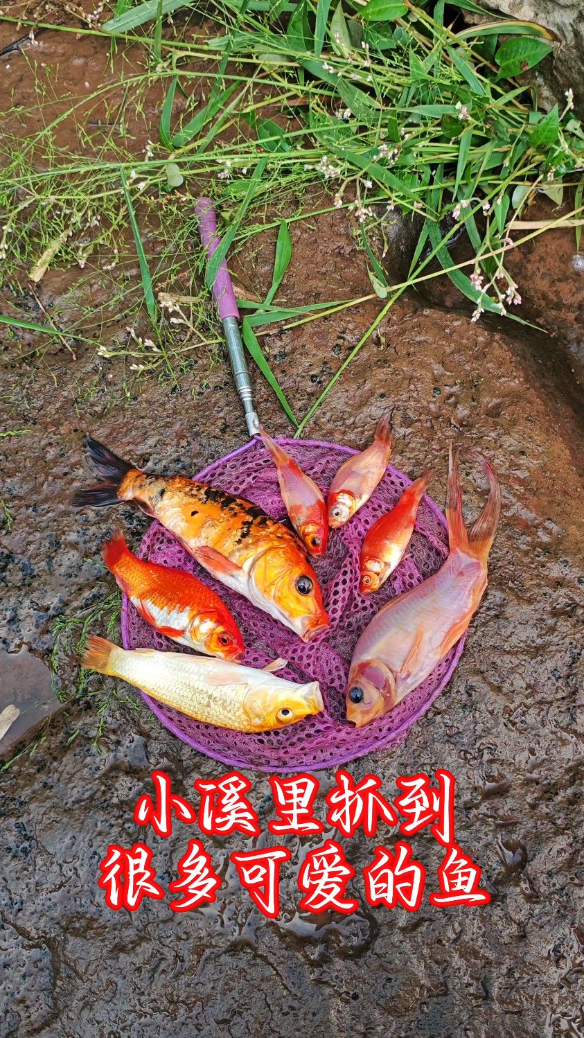 小溪里抓到很多可爱的鱼