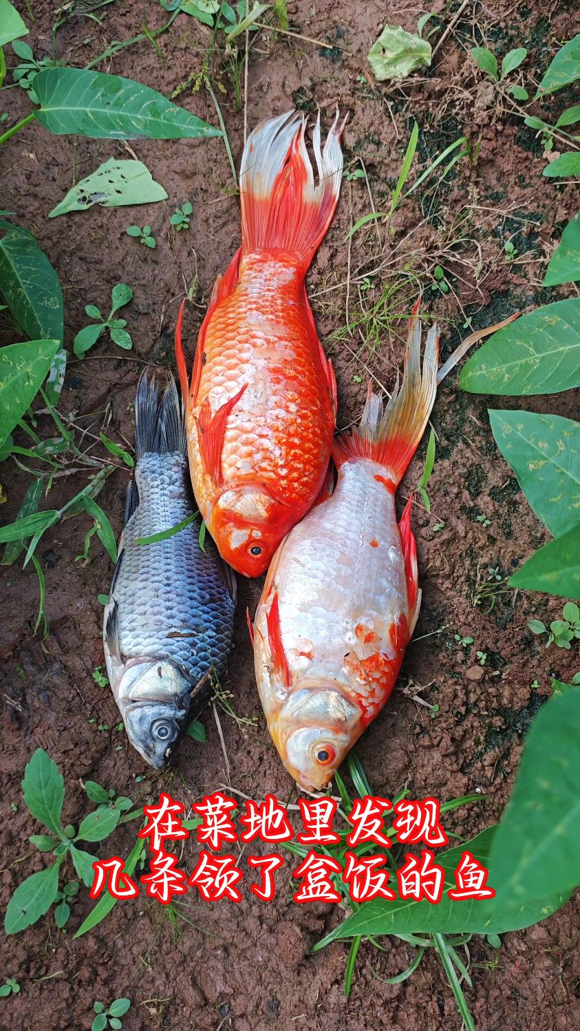 在菜地里发现几条领了盒饭的鱼