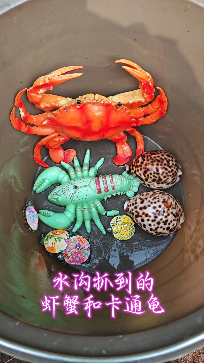 水沟抓到的虾蟹和卡通龟