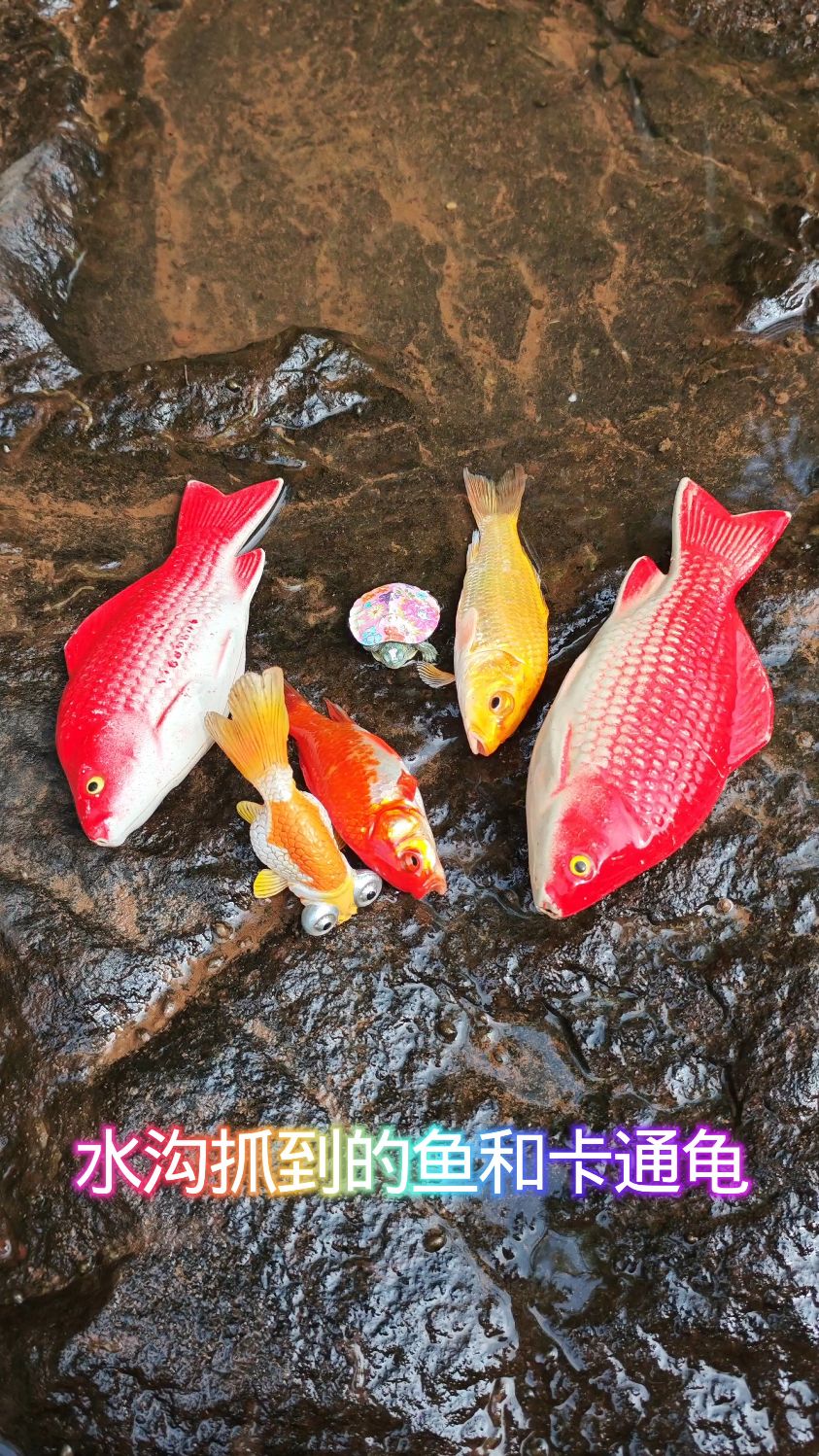 水沟抓到的鱼和卡通龟