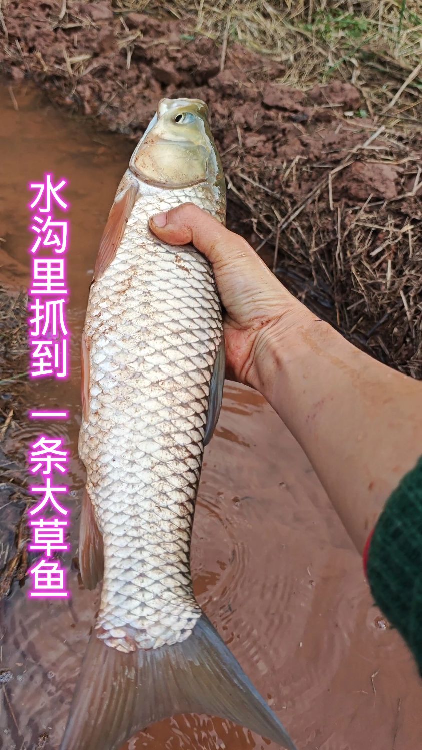 水沟里抓到一条大草鱼