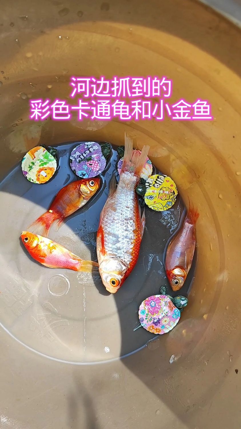 河边抓到的彩色卡通龟和小金鱼