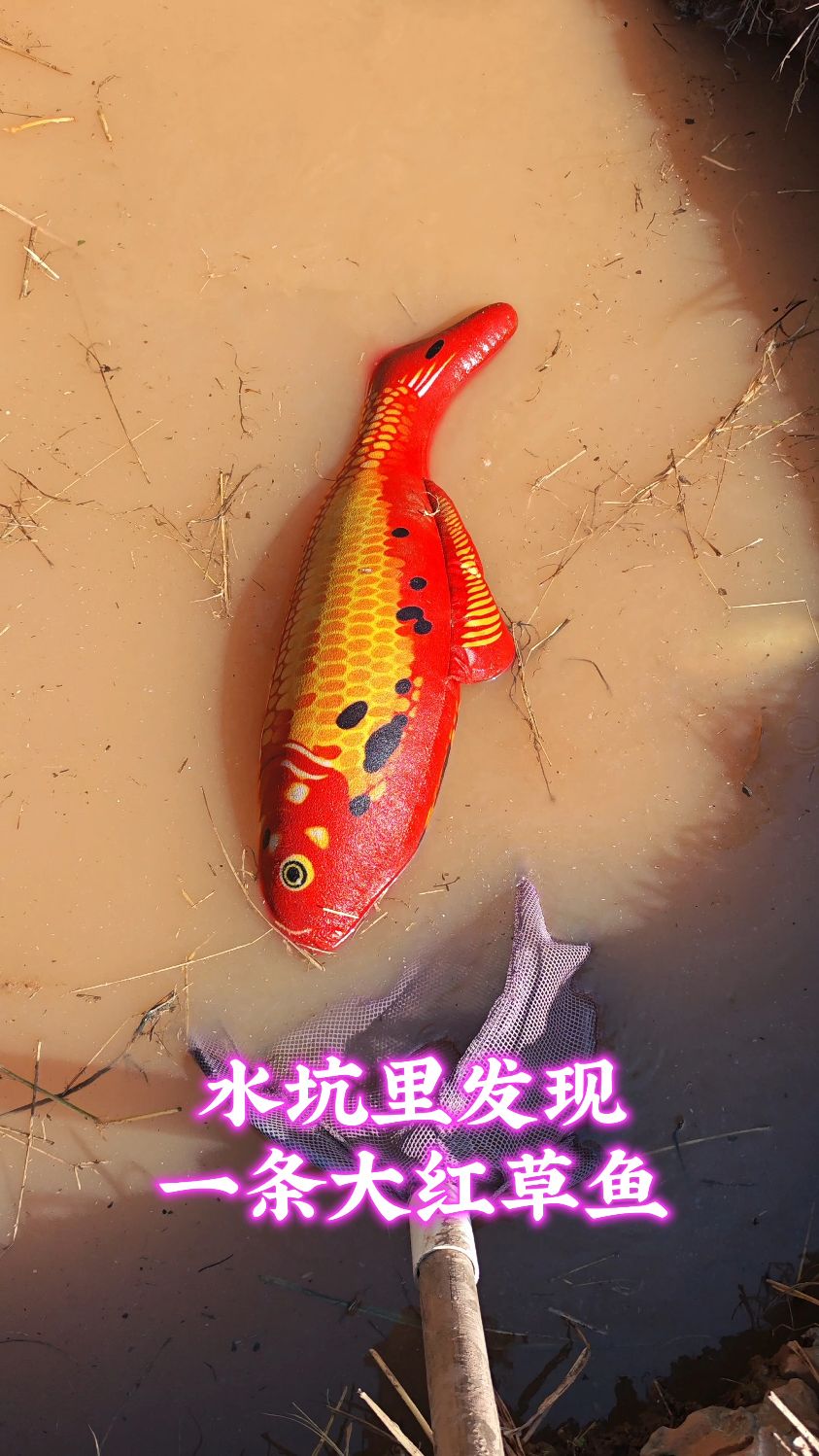 水坑里发现一条大红草鱼