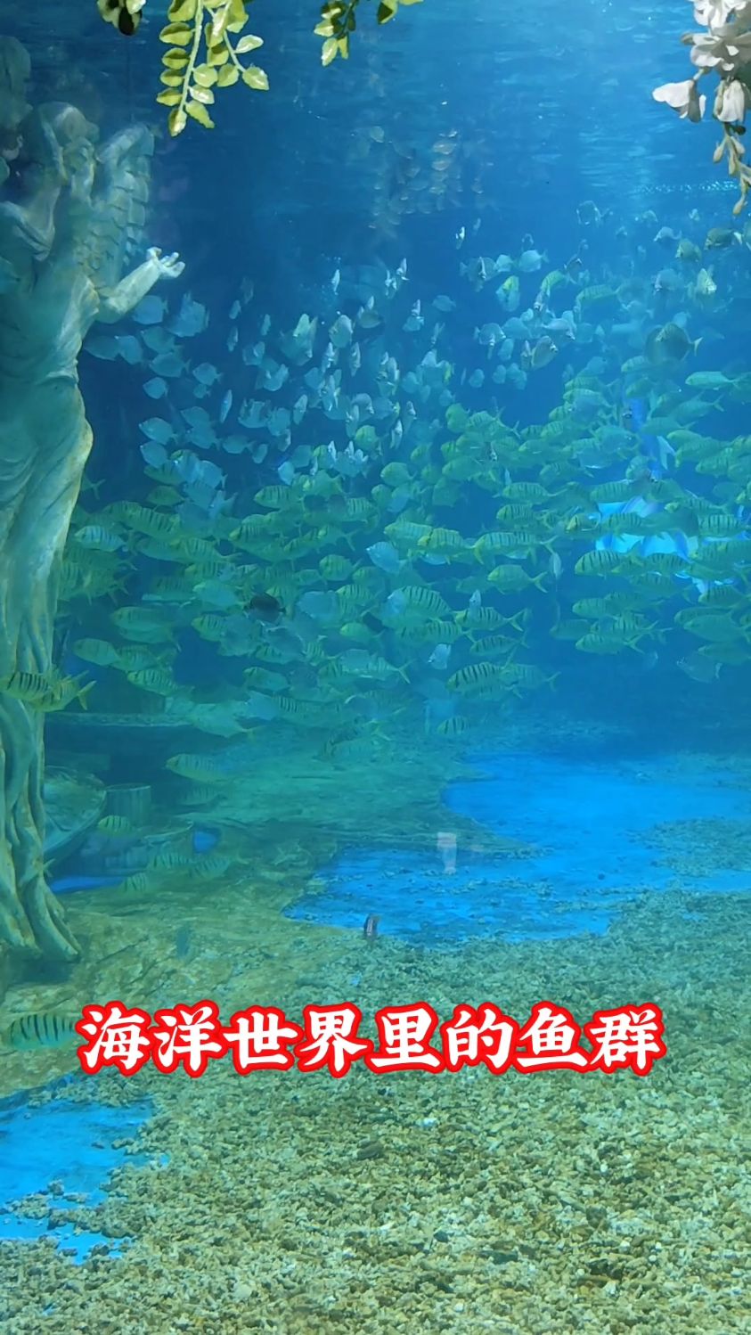 海洋世界里的鱼群
