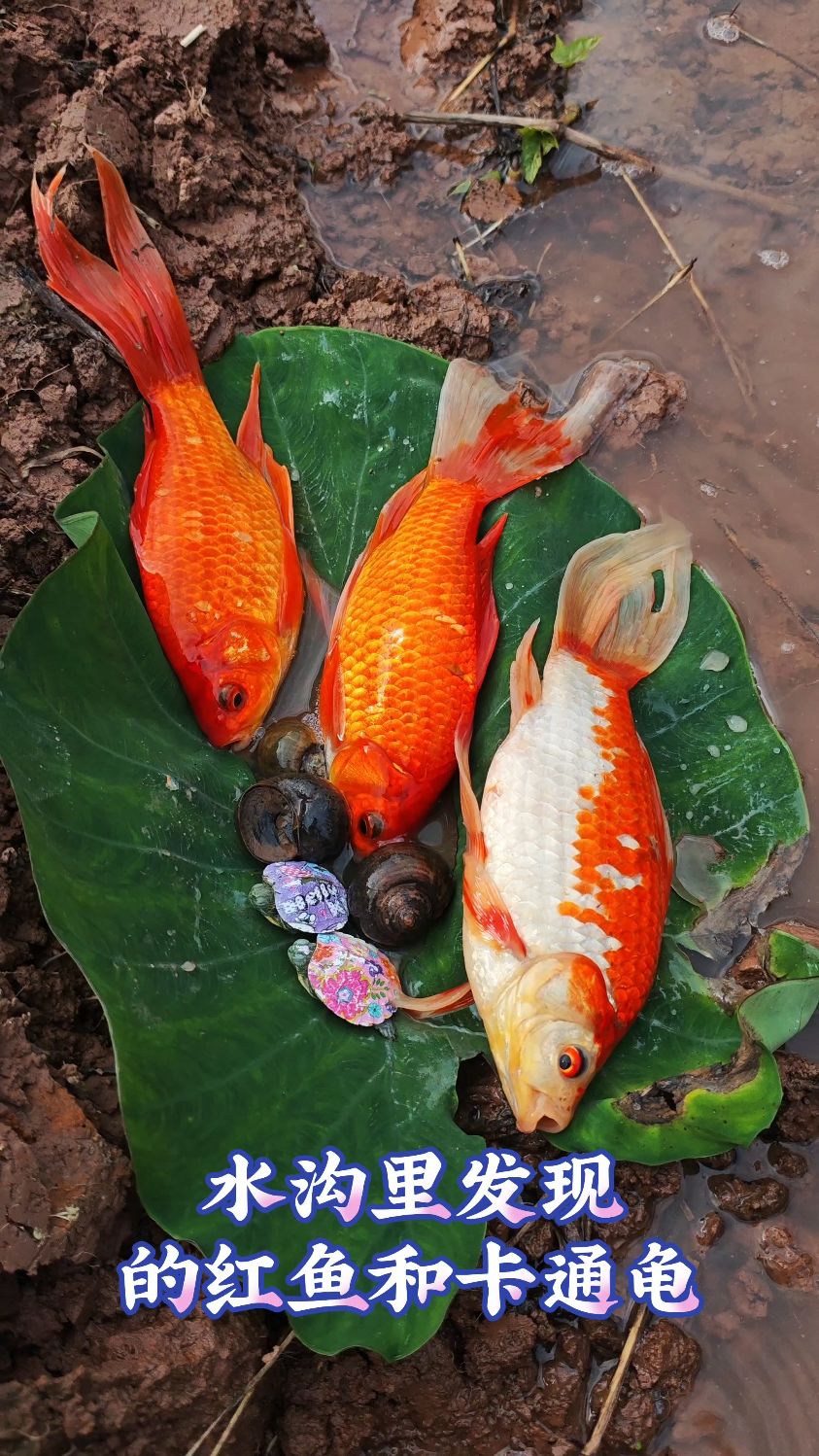 水沟里发现的红鱼和卡通龟