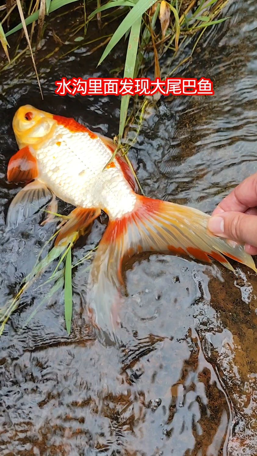 水沟里面发现大尾巴鱼