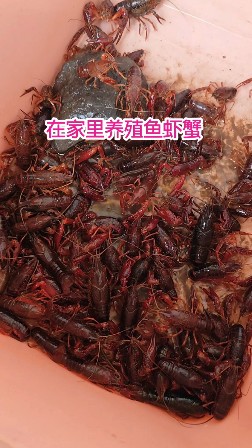 在家里养殖鱼虾蟹