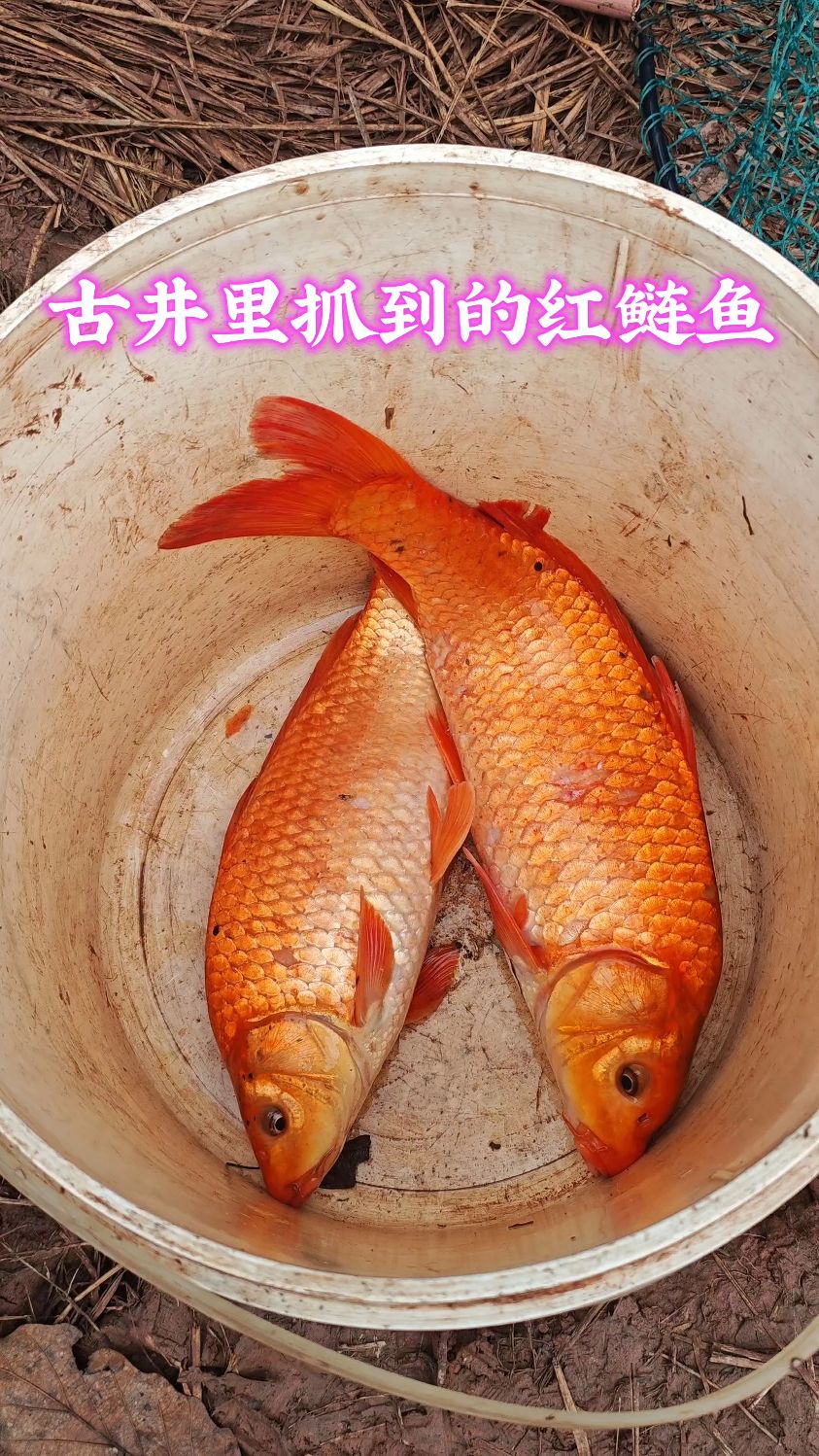 古井里抓到的红鲢鱼