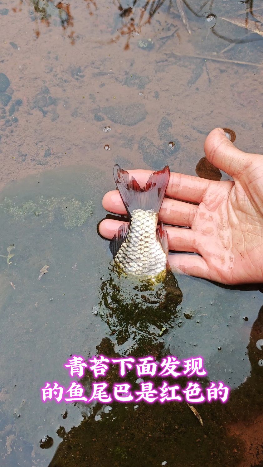青苔下面发现的鱼尾巴是红色的