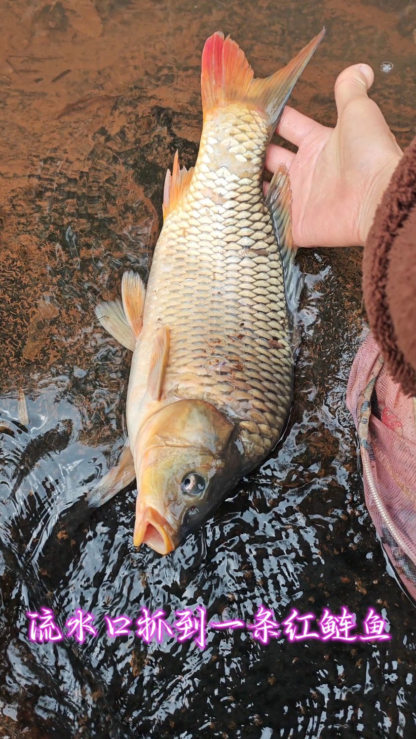 流水口抓到一条红鲢鱼