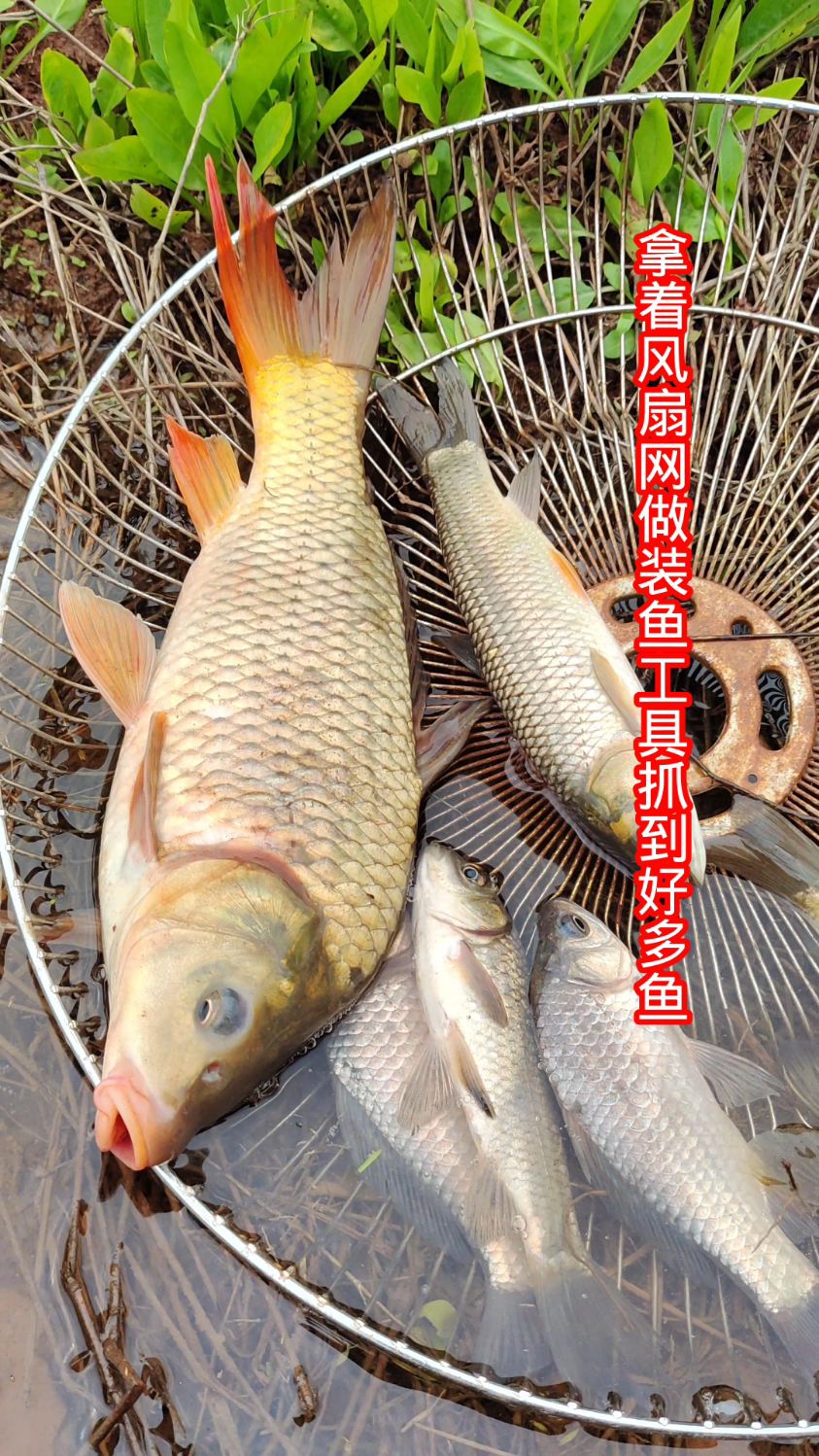 拿着风扇网做装鱼工具,抓到好多鱼