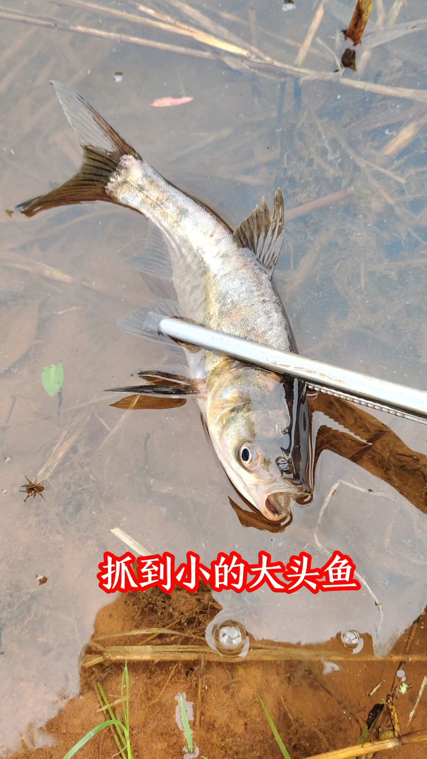 抓到小的大头鱼。