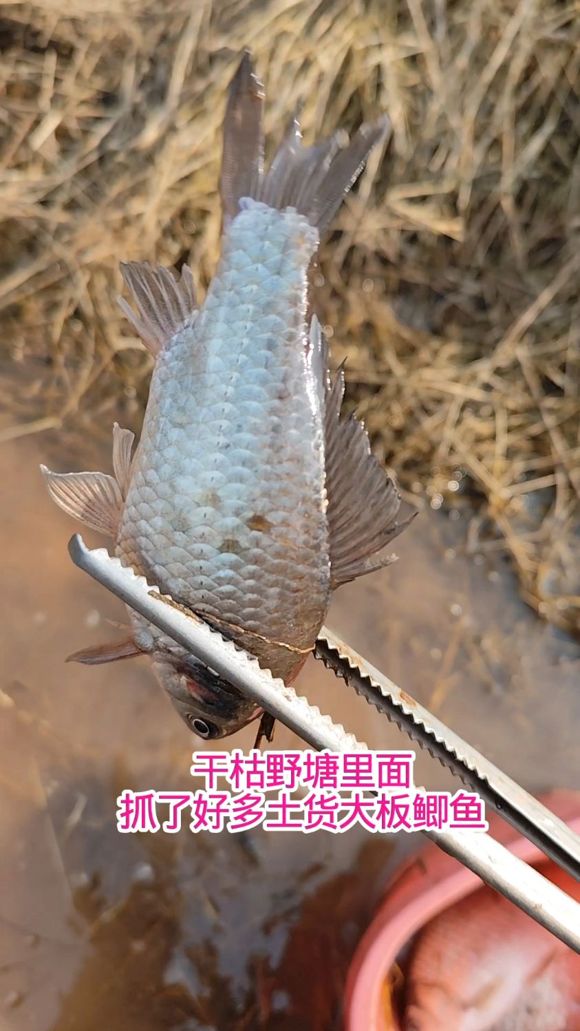 干枯野塘里面,抓了好多土货大板鲫鱼