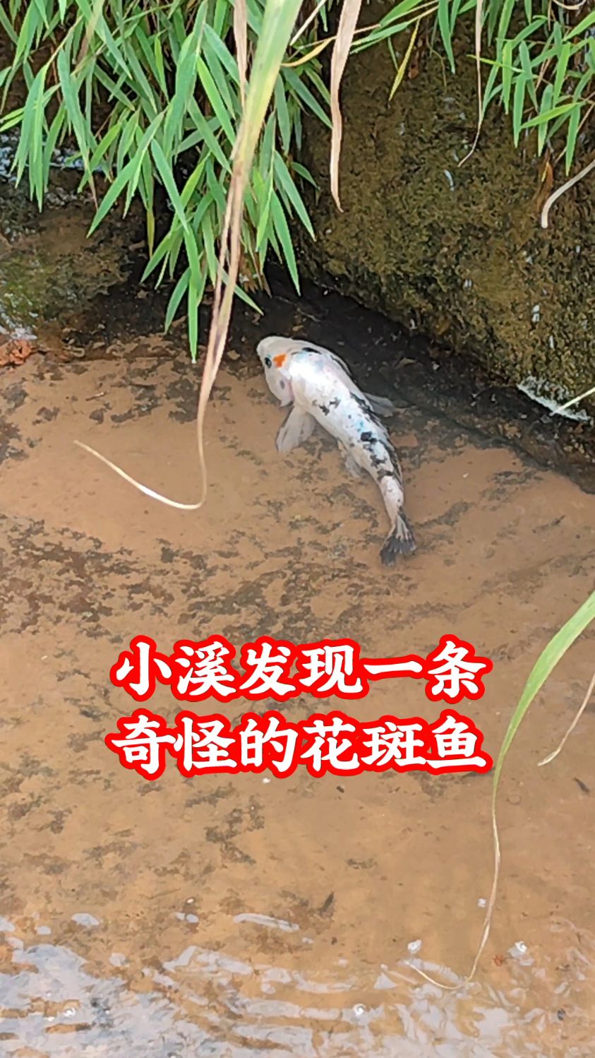小溪发现一条奇怪的花斑鱼