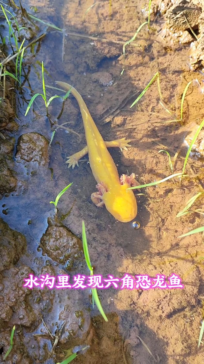 水沟里发现六角恐龙鱼