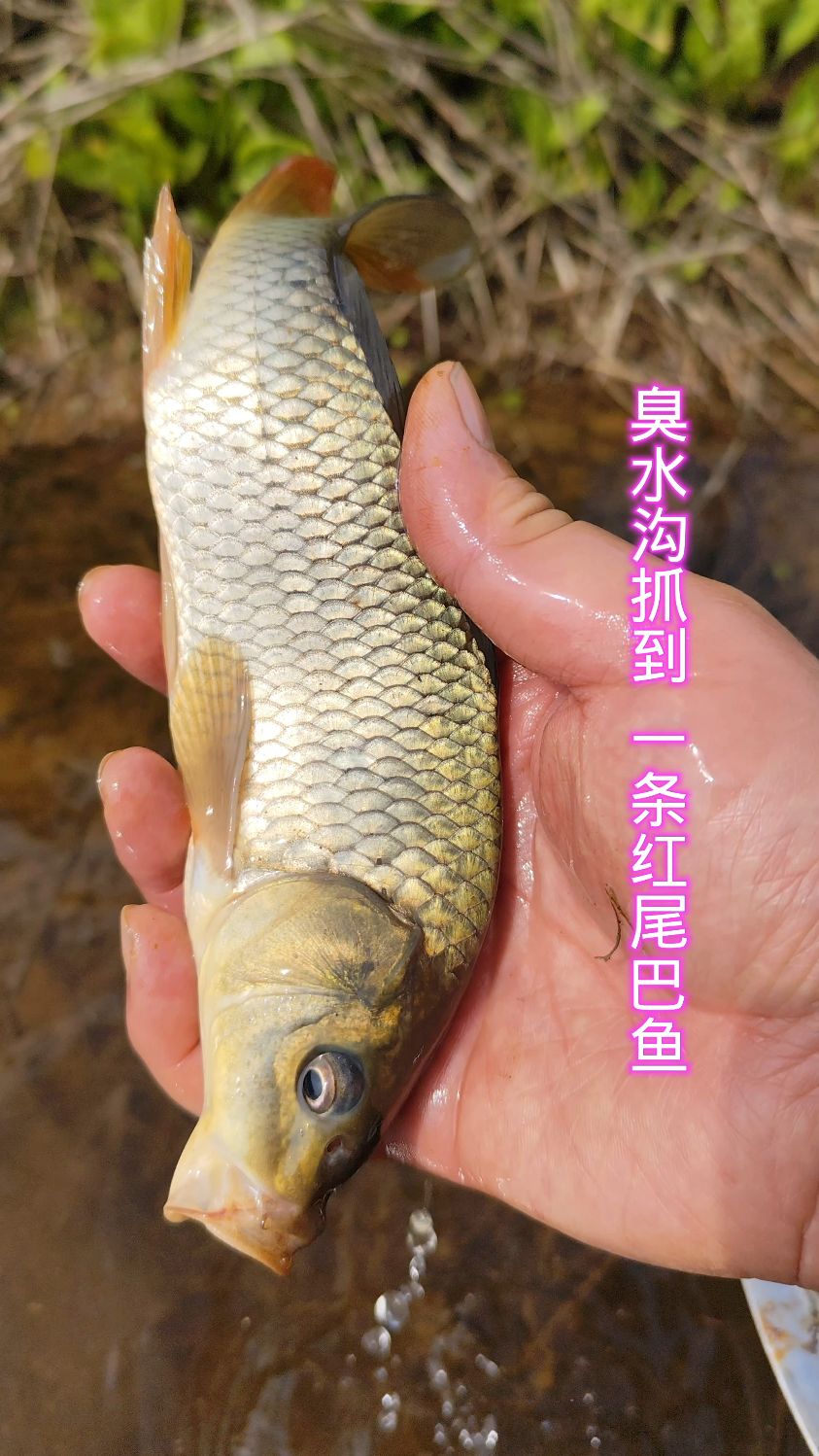 臭水沟抓到一条红尾巴鱼