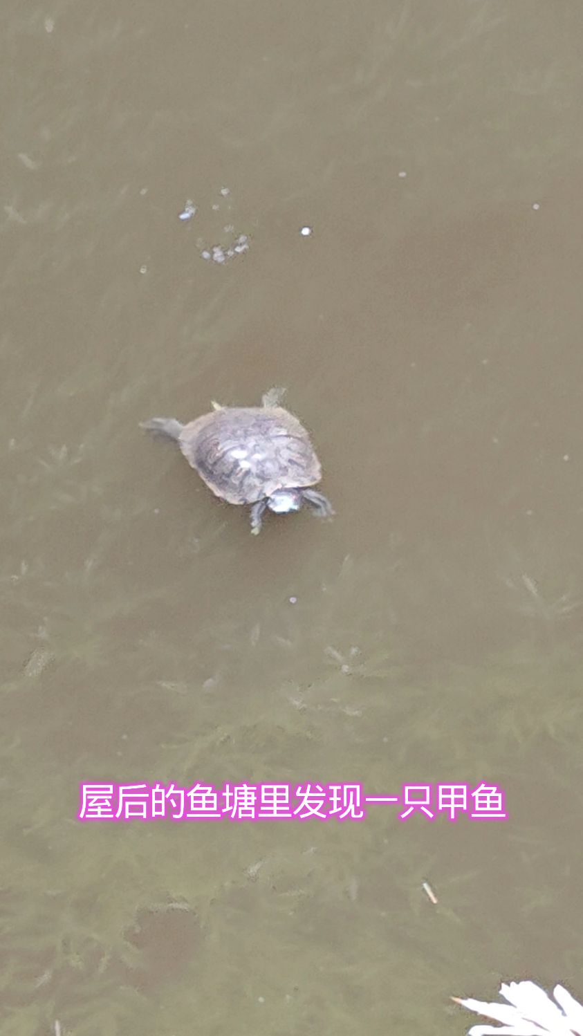 屋后的鱼塘里发现一只甲鱼