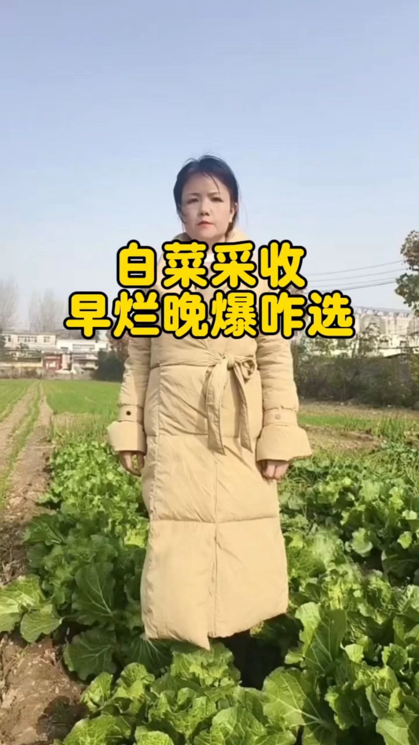 大白菜采收。早烂晚爆究竟何时收合适?