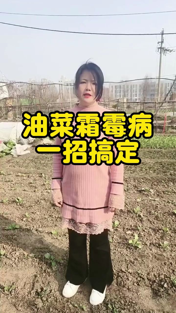 油菜霜霉病一招搞定
