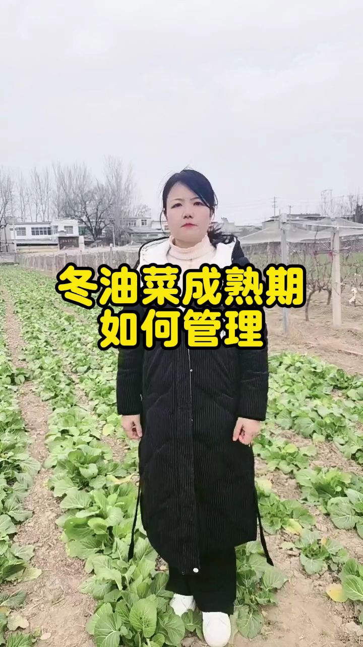 冬油菜成熟期如何管理