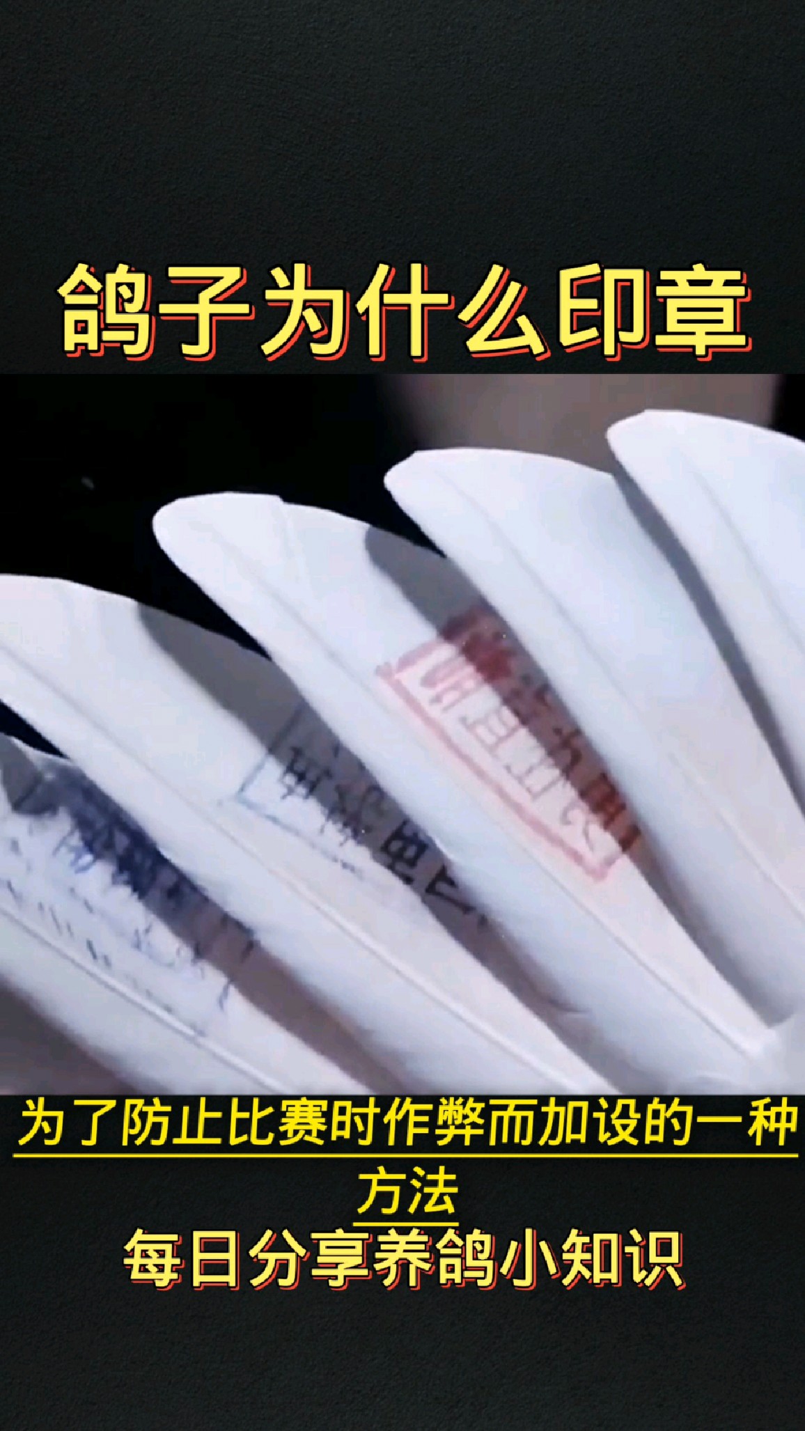 鸽子翅膀上为什么要盖印章呢?你知不知道?
