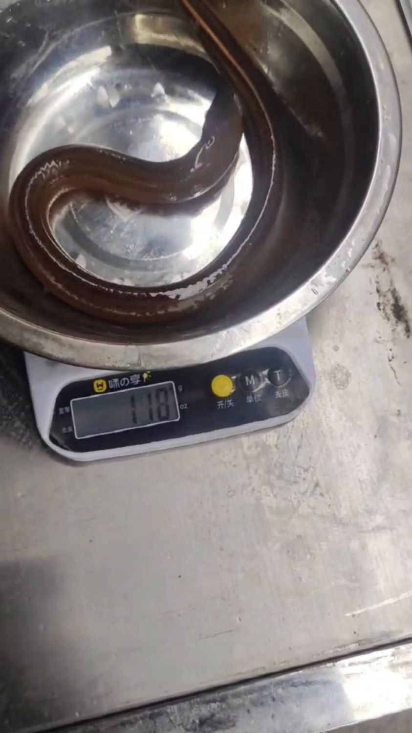 全自动黄鳝泥鳅开肚机,杀泥鳅的机器,只需要往下一倒,泥鳅黄鳝