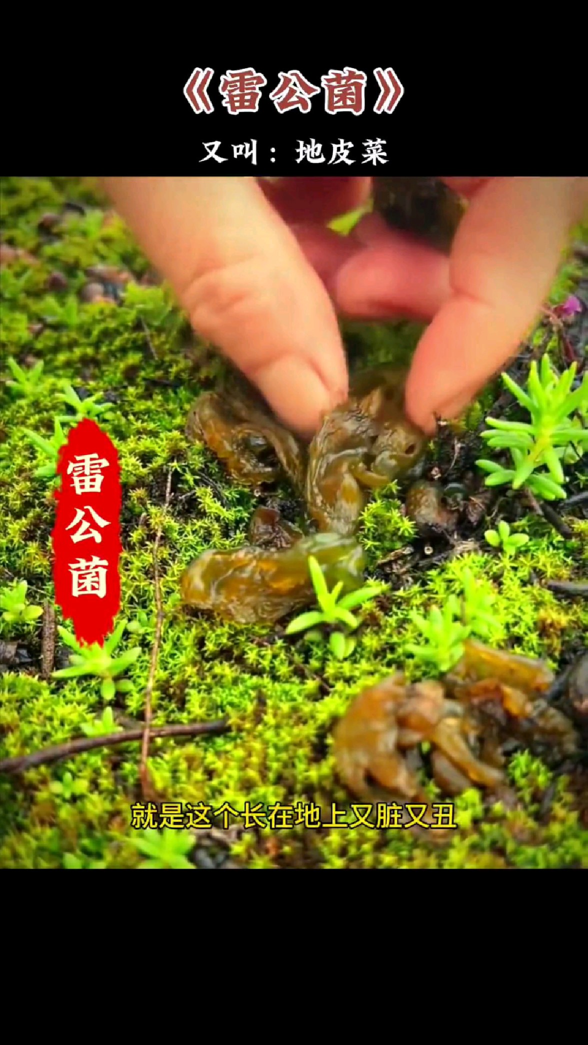 雷公菌又叫地皮菜,别看它样貌奇特,却是野菜中的珍品,非常美味