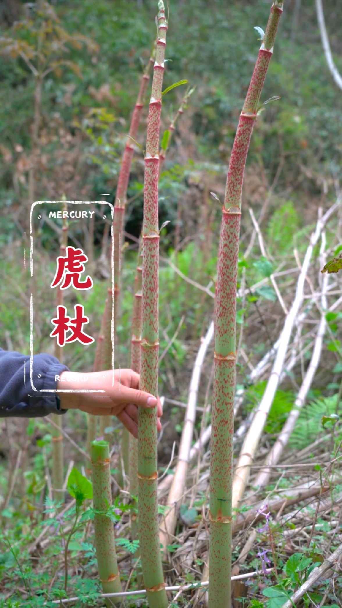 虎杖,你还记得吗?它不仅可以生吃,还是一道美食!